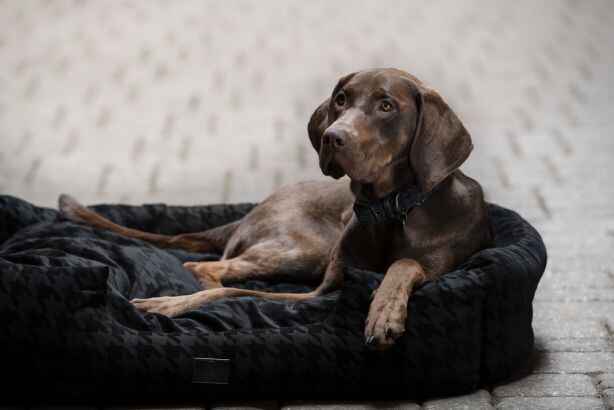 Panier Chien Essence S - ESKADRON