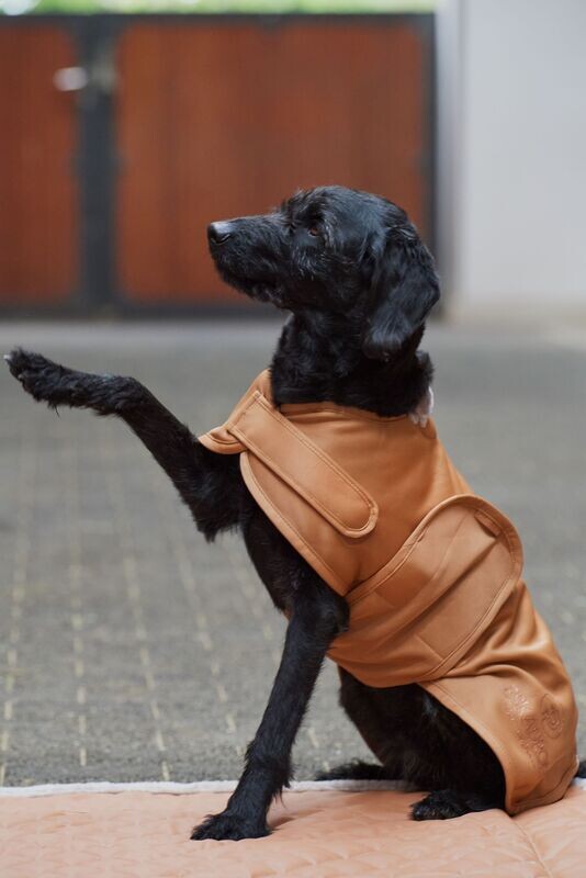 Chemise Softshell chien Platinium 2023/24 - ESKADRON