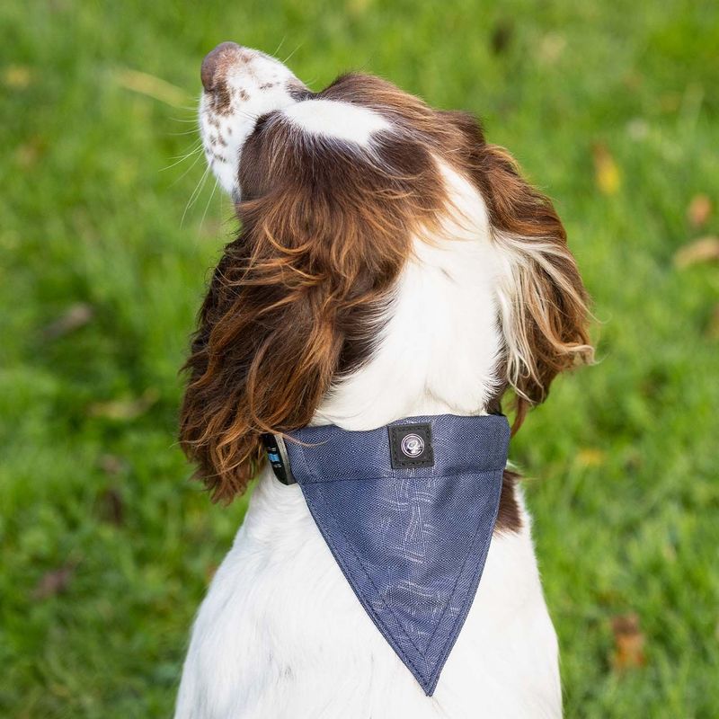 Collier Bandana Collection 2025 - QHP