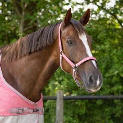 Licol et longe Flamingo  - QHP