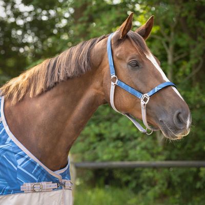 Licol et longe Seashell - QHP Licol et longe Seashell - QHP