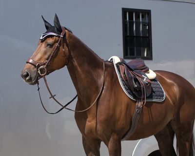 NOUVEAUTES CHEVAL 2025