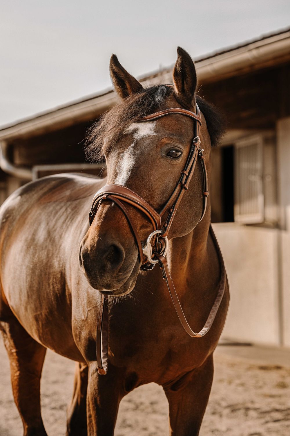 Bridon Visby Havane - E. THOMAS Bridon Visby Havane - E. THOMAS