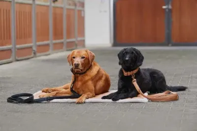 Set collier et laisse chien Platinium 2024 - ESKADRON