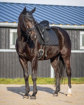 NOUVEAUTES CHEVAL 2026/2027  -