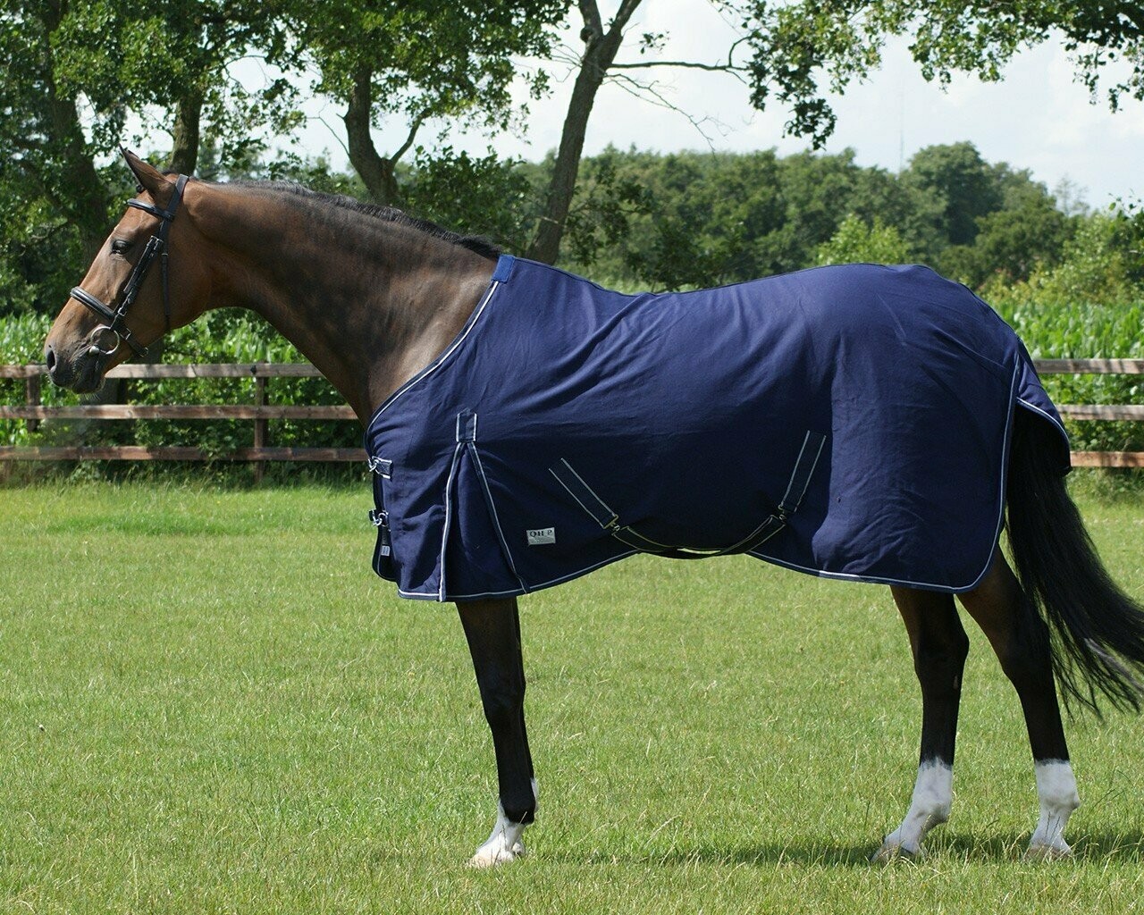 Chemise coton été - QHP Chemise coton été - QHP