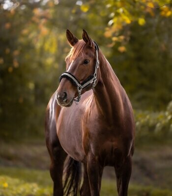 Licol Pegasus beige - Waldhausen Licol Pegasus beige - Waldhausen