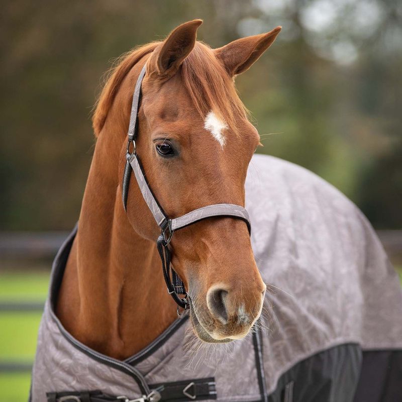 Duo licol et longe avec turnout collection - QHP Duo licol et longe avec turnout collection - QHP