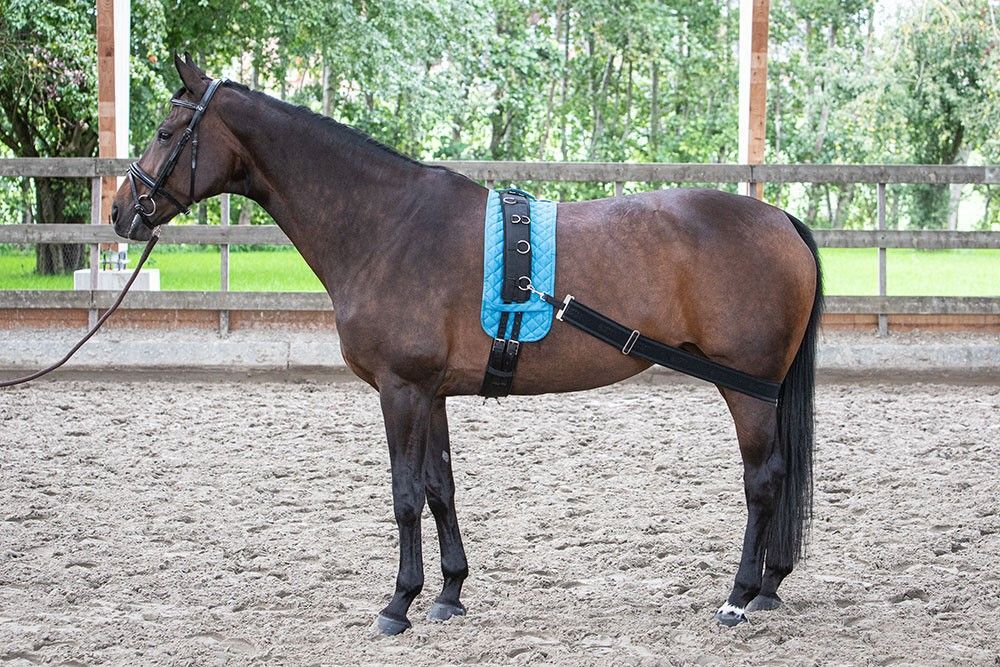 Sangle élastique travail à pieds - Harry's Horse Sangle élastique travail à pieds - Harry's Horse