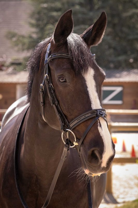 Bridon Smothie noir Full - Pénélope LEPREVOST