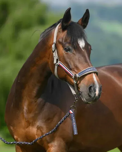 Ensemble licol et longe Ash  - TOMMY HILFIGER