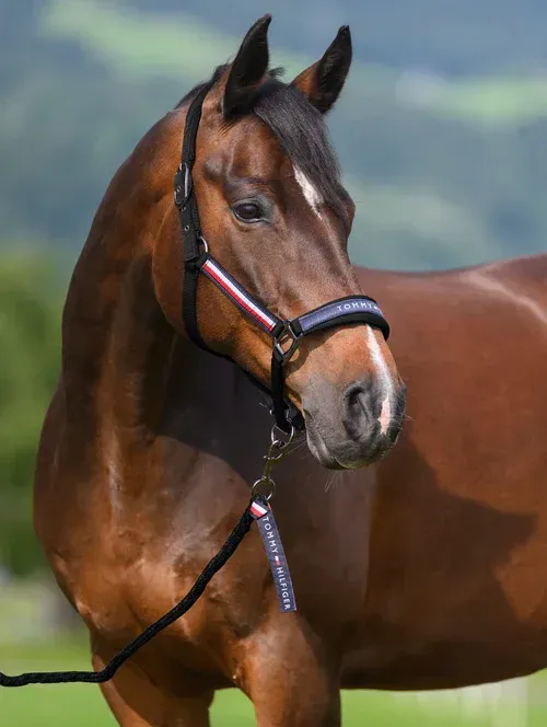 Ensemble licol et longe Noir - TOMMY HILFIGER Ensemble licol et longe Noir - TOMMY HILFIGER