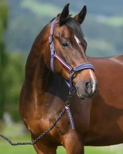 Ensemble licol et longe Indigo - TOMMY HILFIGER Ensemble licol et longe Indigo - TOMMY HILFIGER