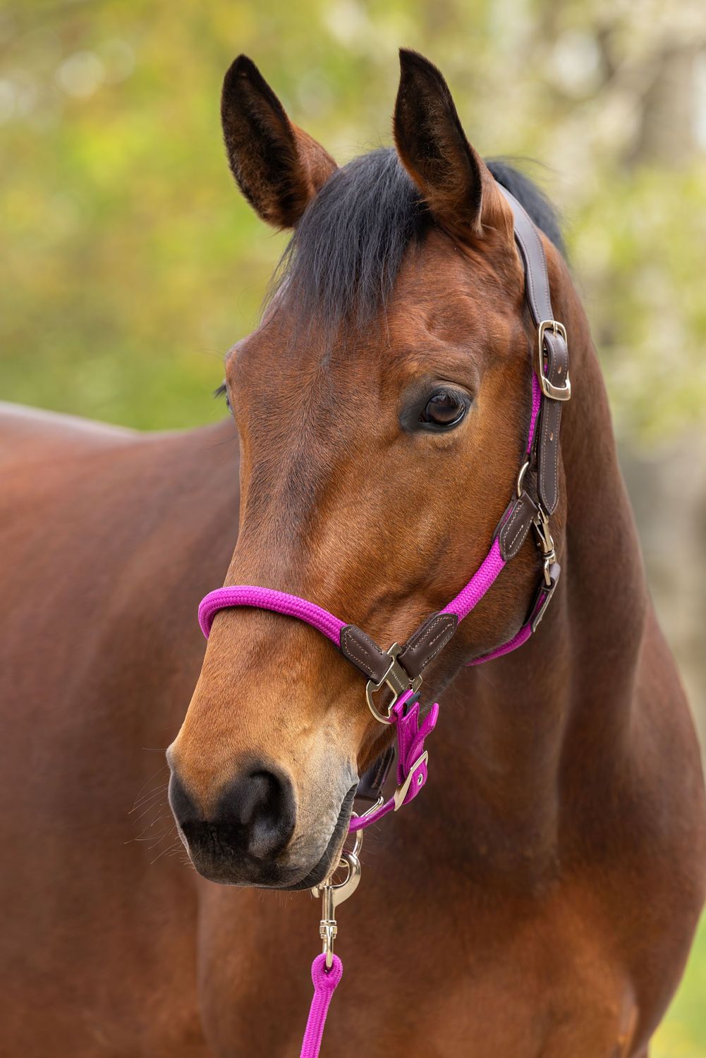 Licol cordano Delux - COVALIERO