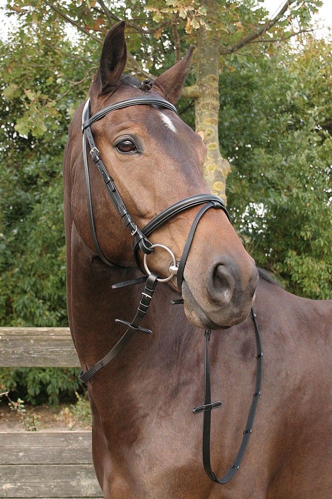 Bridon "Bronze" noir - Harry's Horse