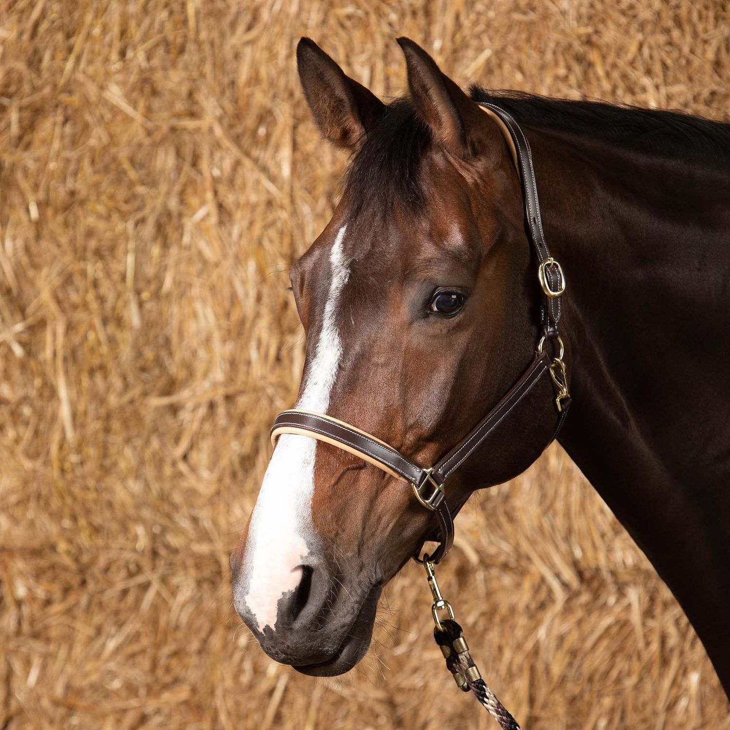 Licol cuir Elegance - Harry's Horse