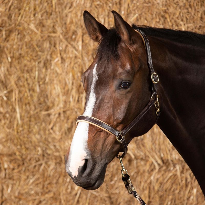 Licol cuir Elegance - Harry's Horse Licol cuir Elegance - Harry's Horse