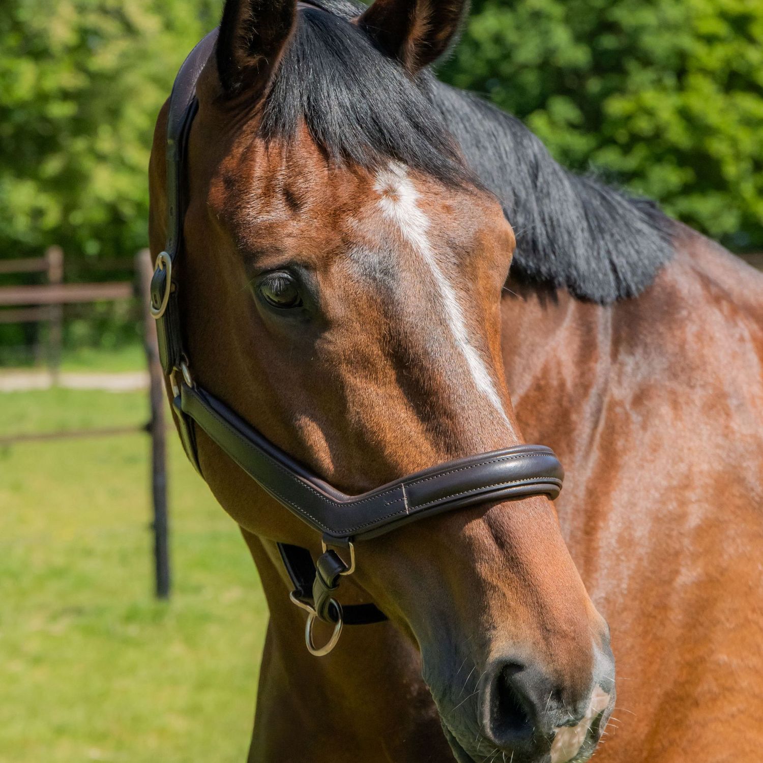 Licol anatomic II en cuir marron - Harry's Horse Licol anatomic II en cuir marron - Harry's Horse