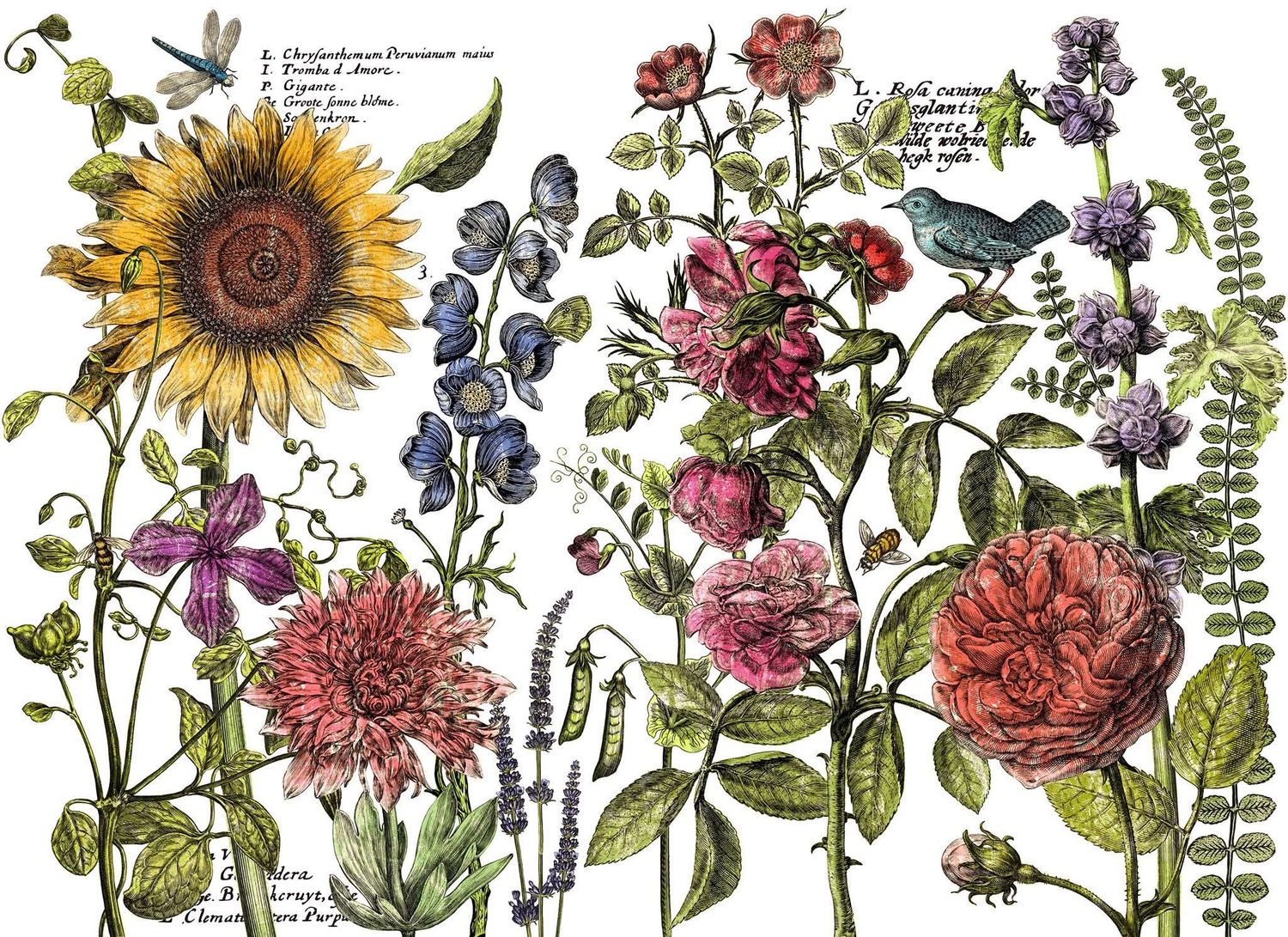 Botanist&#39;s Journal Transfer 12 X 16 Sheets - Iron Orchid Designs