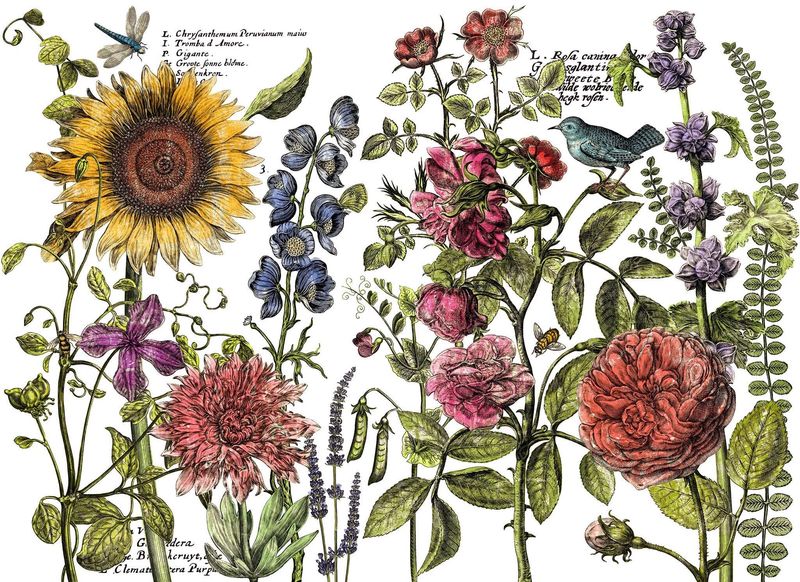 Botanist&#39;s Journal Transfer 12 X 16 Sheets - Iron Orchid Designs