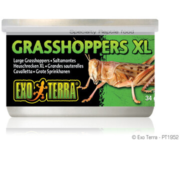 EXO TERRA CANNED GRASSHOPPERS XL 34g