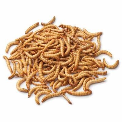 Mealworms ( 100 ) -  Pre Pack