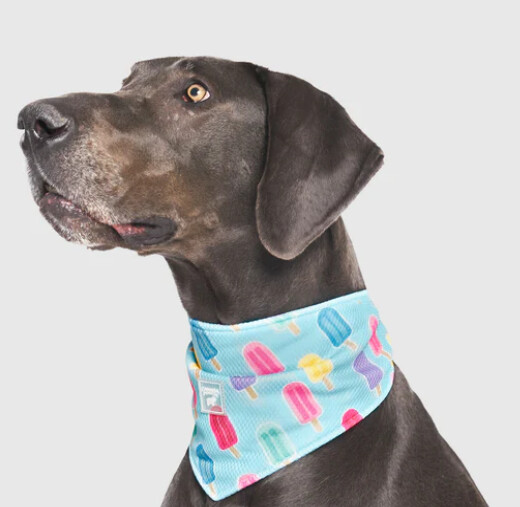 CANADA POOCH COOLING BANDANA POPSICLE LARGE