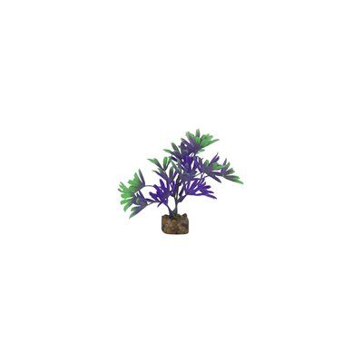 GLO FISH PLANT - SMALL PURPLE &amp; GREEN