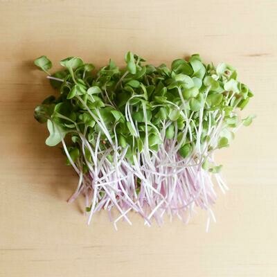 Radish