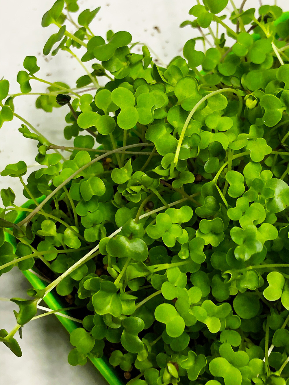 Salad Mix