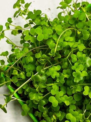 Salad Mix