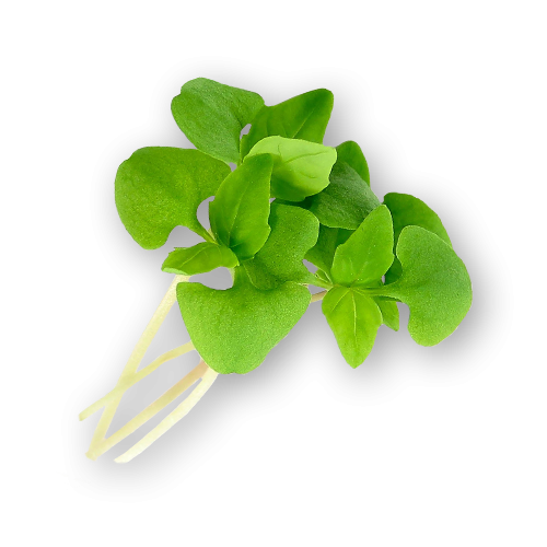 Basil