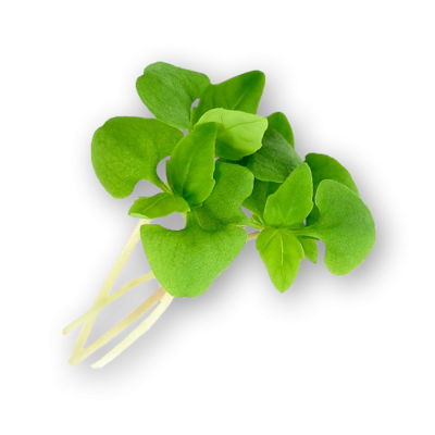 Basil
