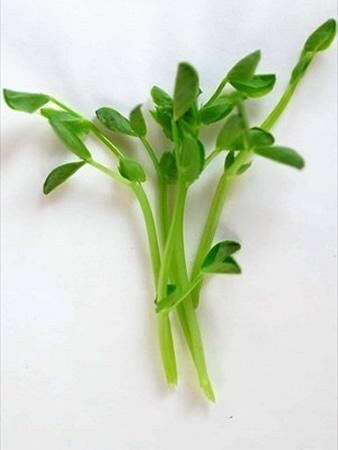Dun Pea