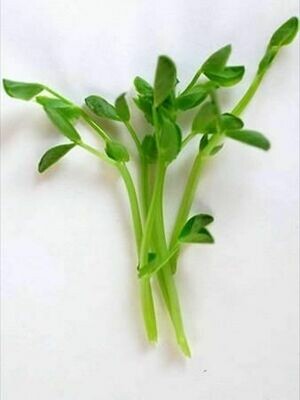 Dun Pea