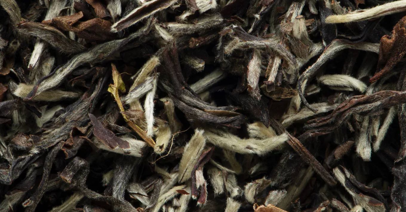 SINGBULLI DARJELLING 1ST FLUSH - GRAND CRU 2025 SINGBULLI DARJELLING 1ST FLUSH - GRAND CRU 2025