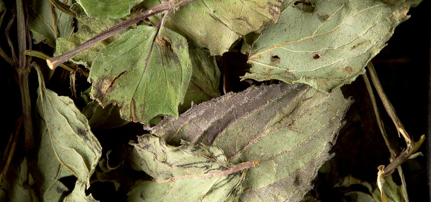 INFUSION - MENTHE POIVRÉE