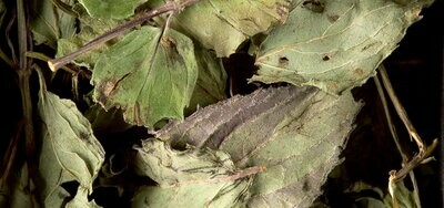 INFUSION - MENTHE POIVRÉE INFUSION - MENTHE POIVRÉE