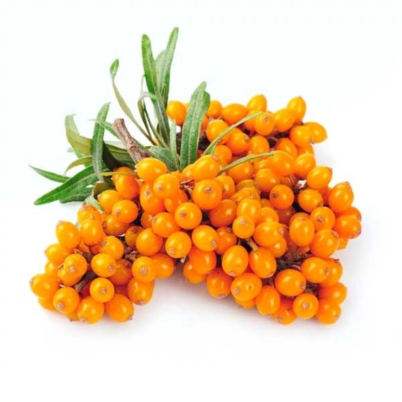 Sibecolavka