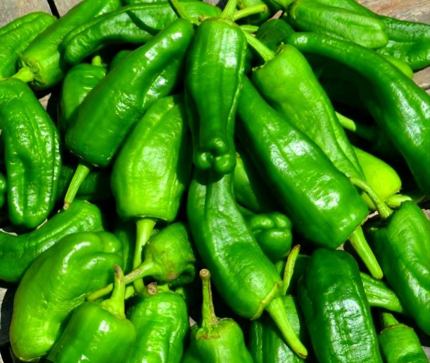 Pimientos del Padrón