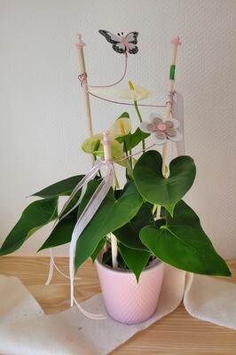 Anthurium blanc décoré moyen modèle