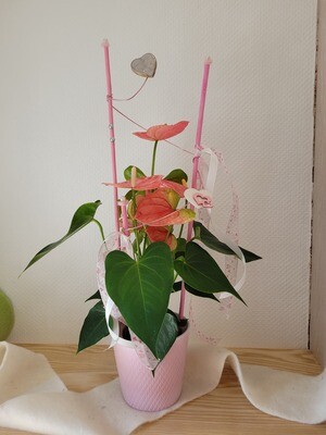 Anthurium rose décoré moyen modèle