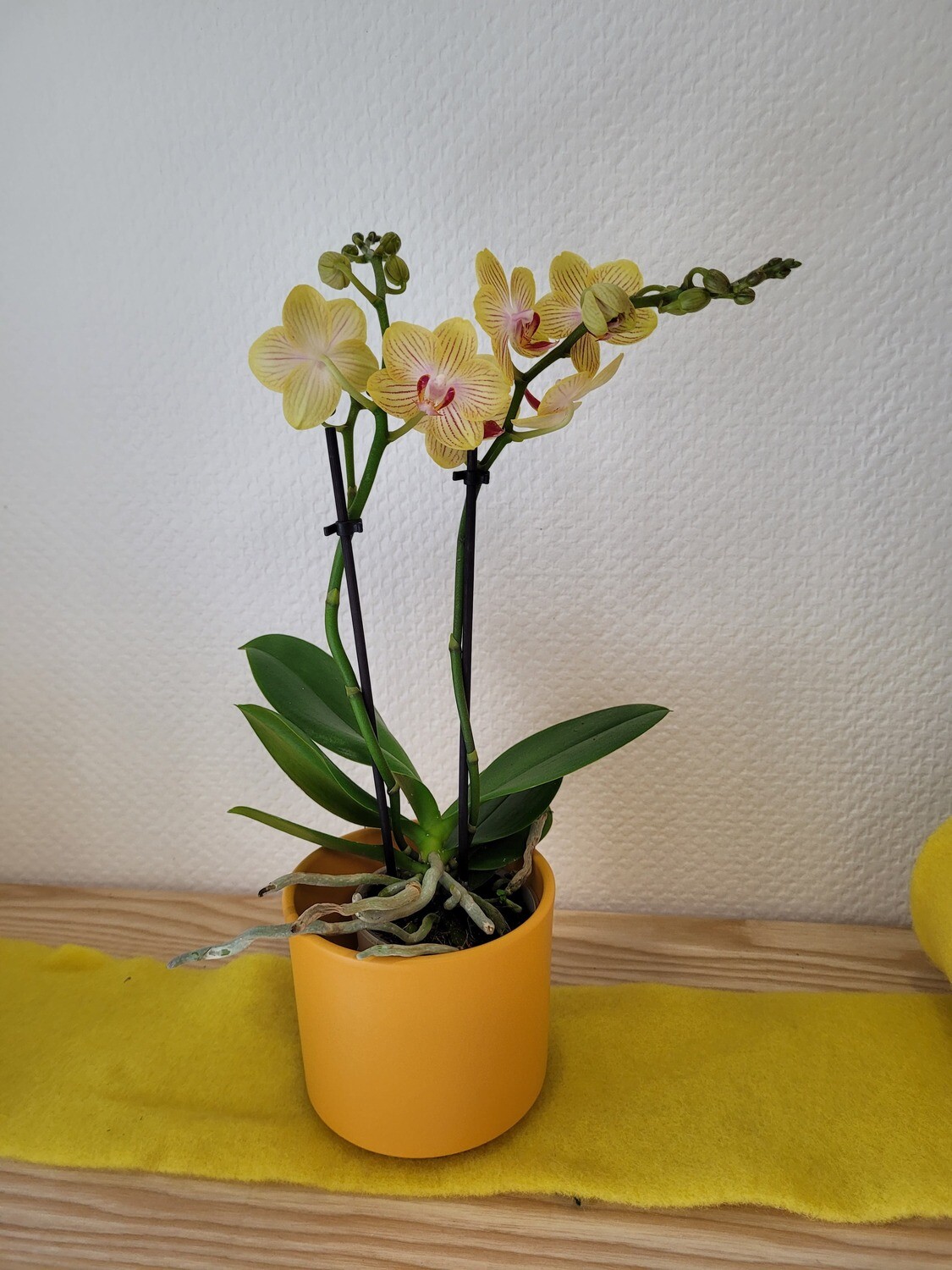 Midi orchidée jaune avec son cache pot