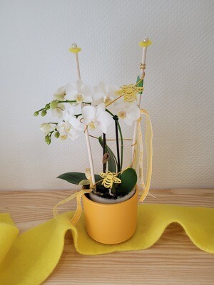 Orchidée midi décorée