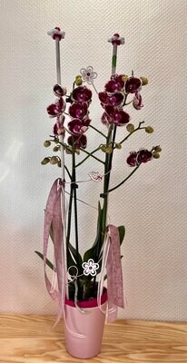 Orchidée mauve et blanche décorée