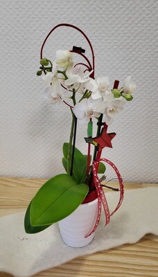 Mini orchidée décorée