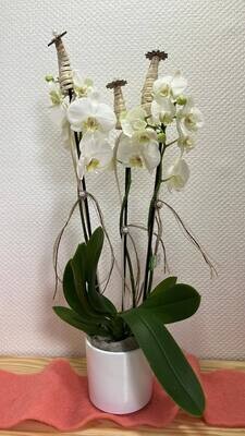 Orchidée blanvhe décorée