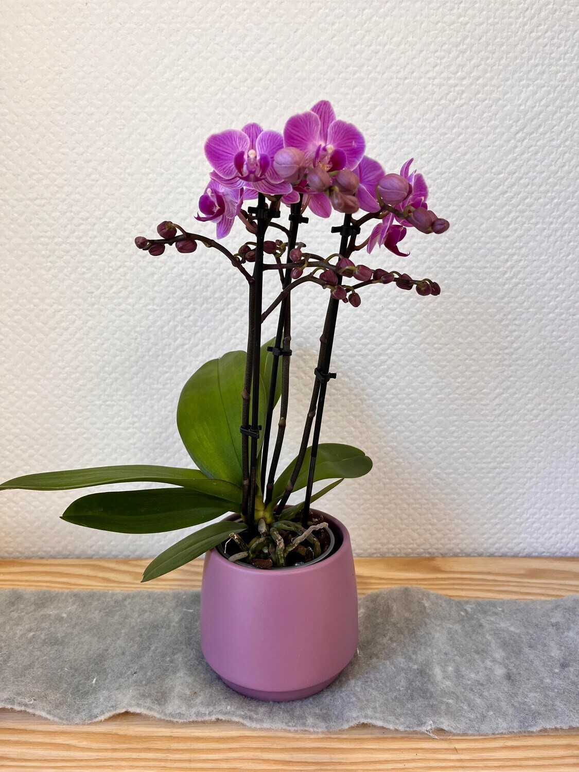 Midi orchidée avec son cache pot