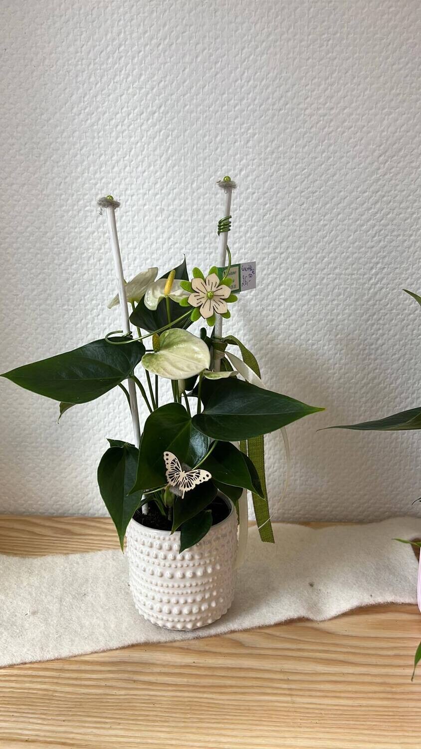 Petit Anthurium blanc décoré