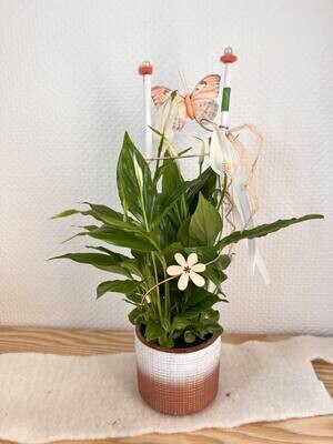Petit spathiphyllum décoré